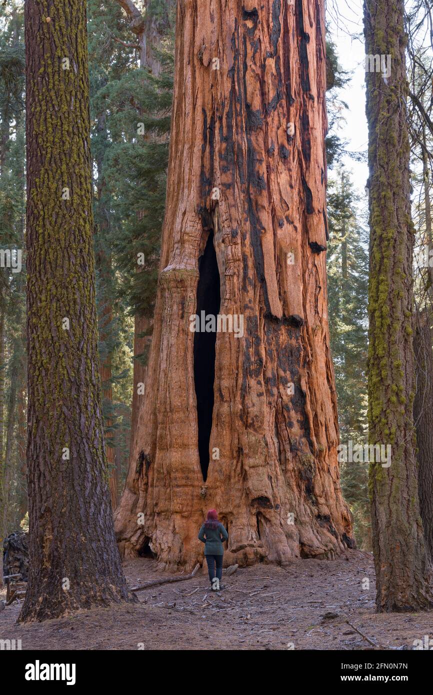 Donna che guarda Room Tree, Sequoia National Park, California, Stati Uniti Foto Stock