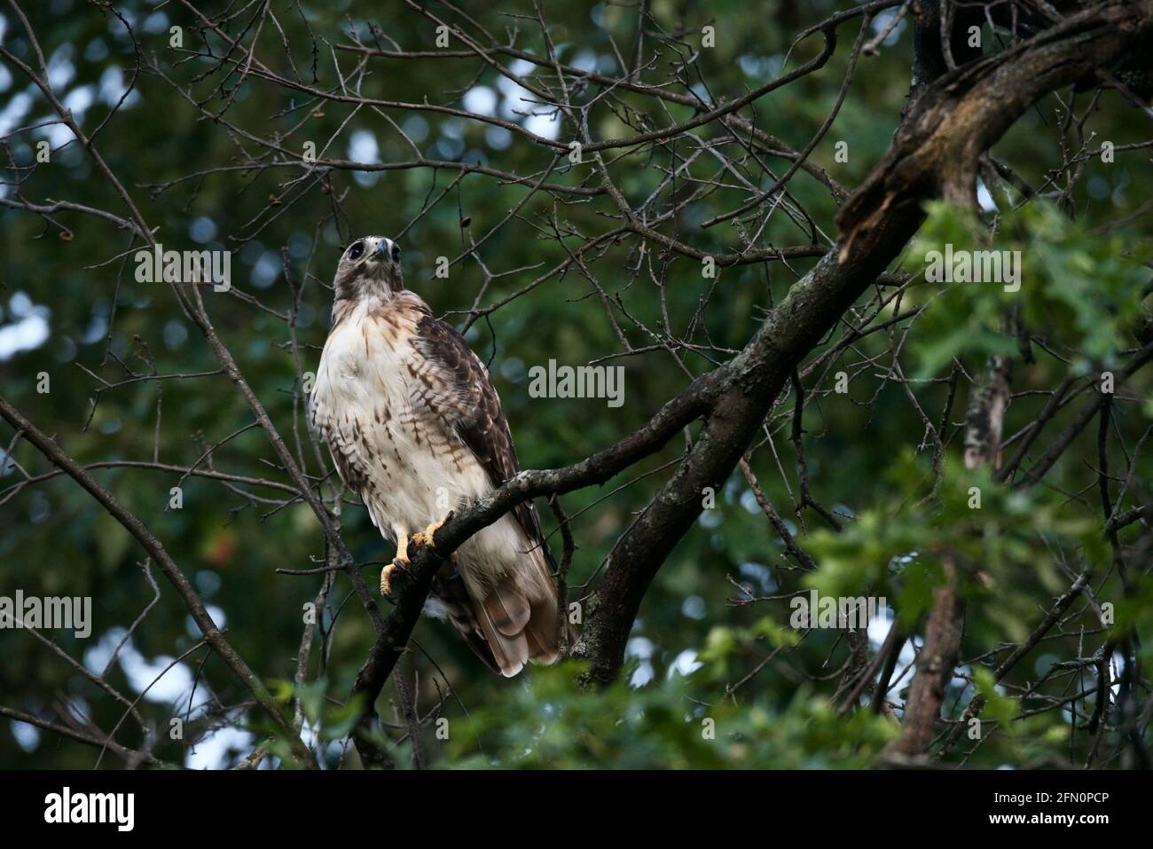 hawk alla ricerca di una preda .. Foto Stock