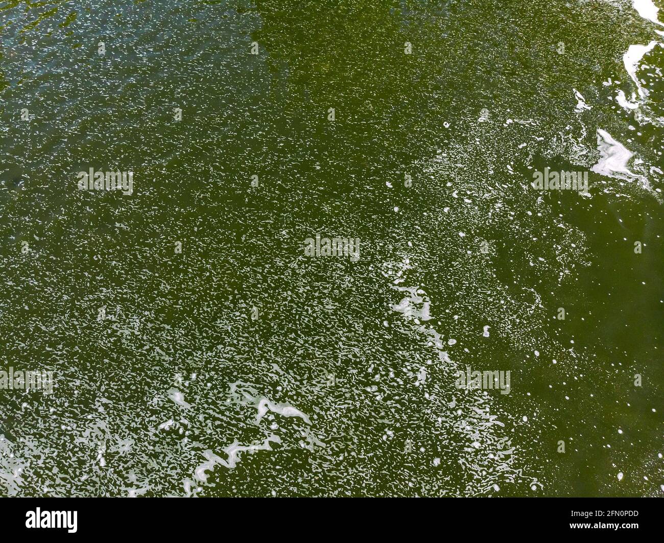 acqua inquinata e scum sulla superficie verde dell'acqua. inquinamento ambientale. vista aerea dall'alto Foto Stock