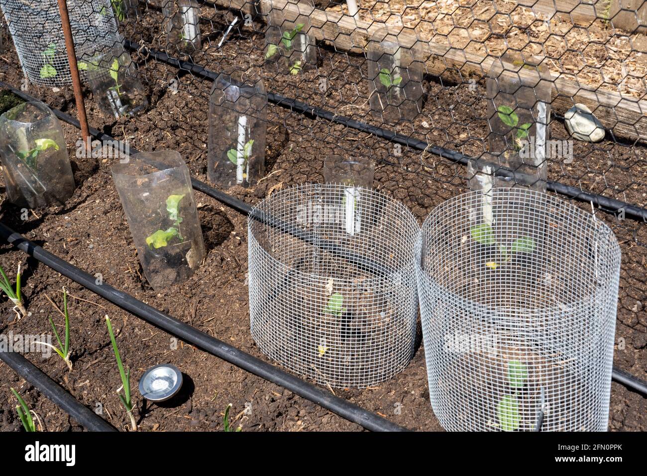 Issaquah, Washington, Stati Uniti. Giardino primaverile con barriere in metallo e plastica intorno alla maggior parte delle piante per tenerle lontano da lumache e altri critters. Gyp Foto Stock