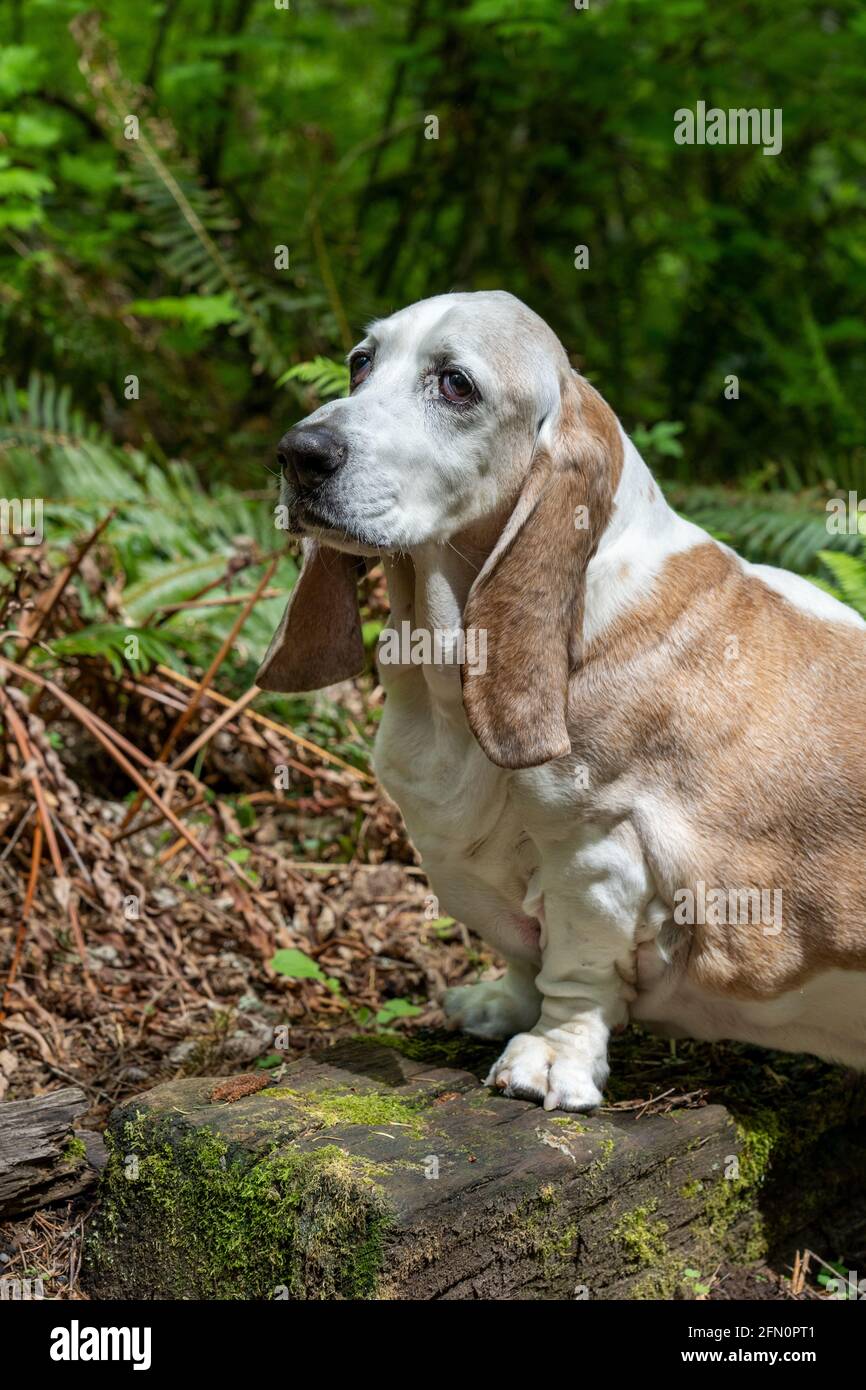 Issaquah, Washington, Stati Uniti. Ritratto di Opie, un'anziana collinetta di Basset con cancro linfonico. (PR) Foto Stock