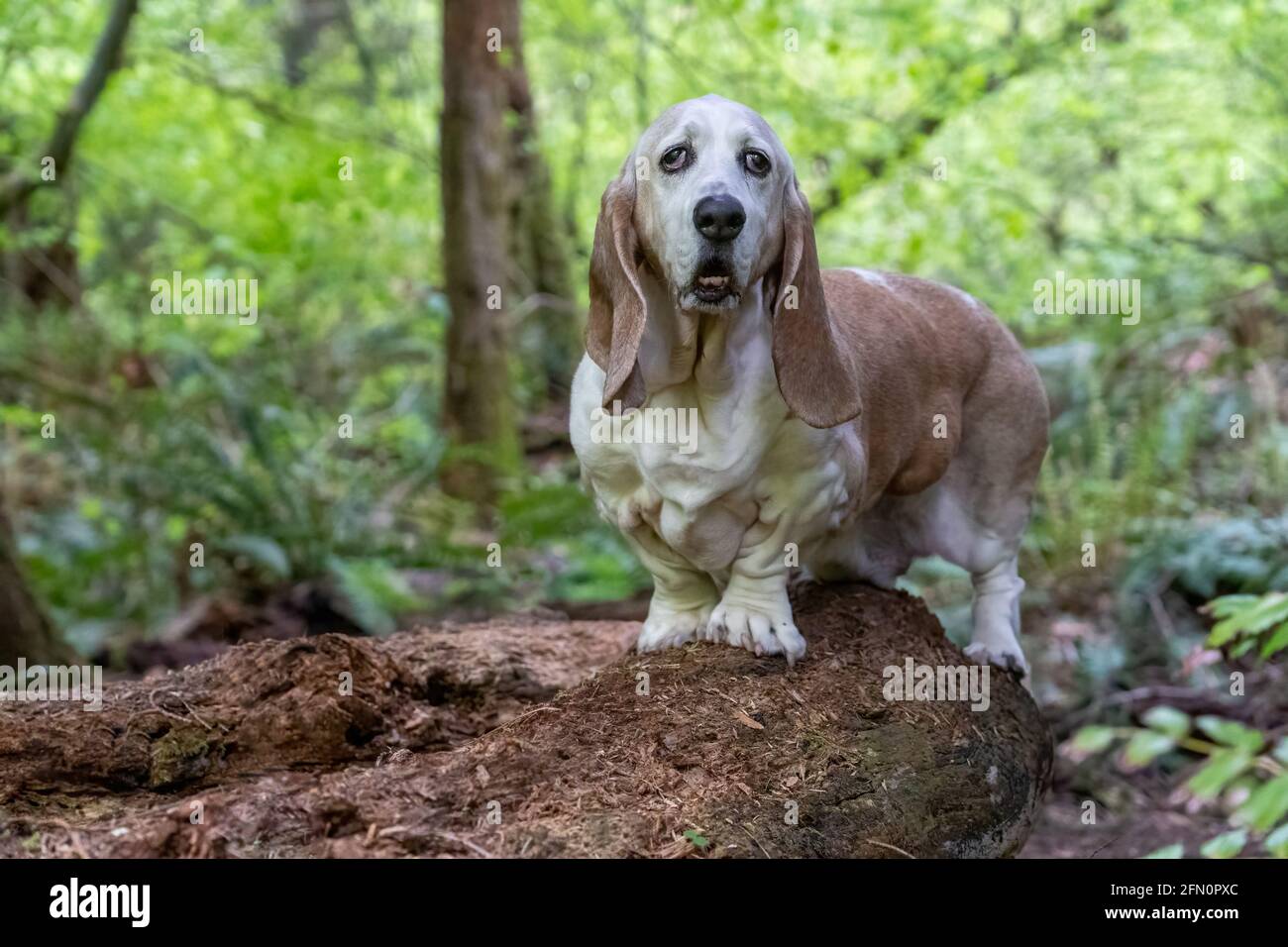 Issaquah, Washington, Stati Uniti. Opie, un anziano Basset Hound, con cancro al linfoma, in piedi su un tronco caduto in un parco. (PR) Foto Stock