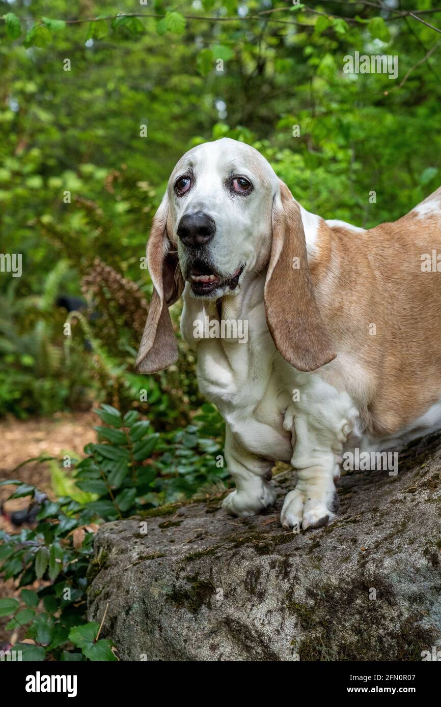 Issaquah, Washington, Stati Uniti. Opie, un vecchio Basset Hound con cancro al linfoma, arroccato su un masso in un parco. (PR) Foto Stock