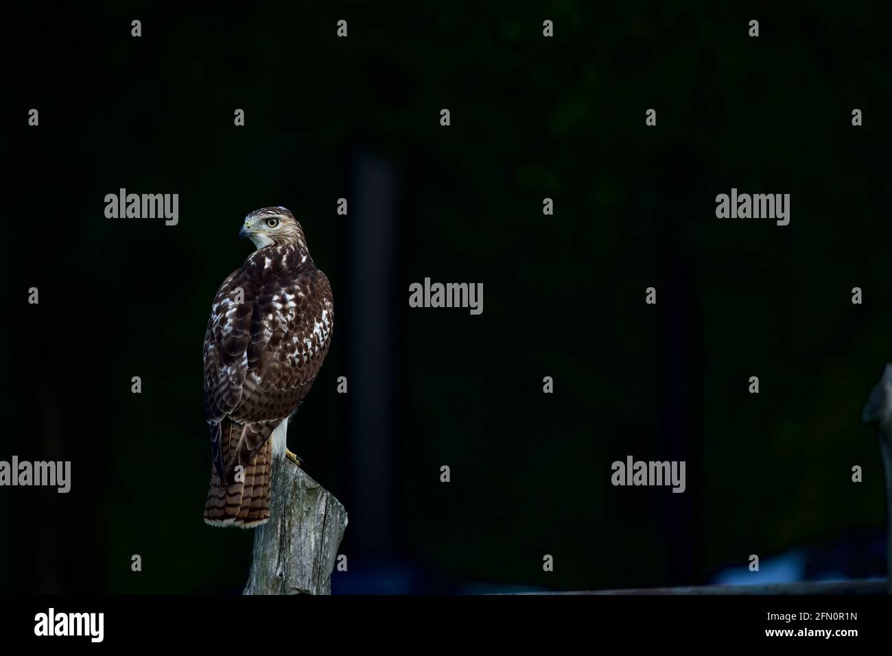 hawk alla ricerca di una preda .. Foto Stock