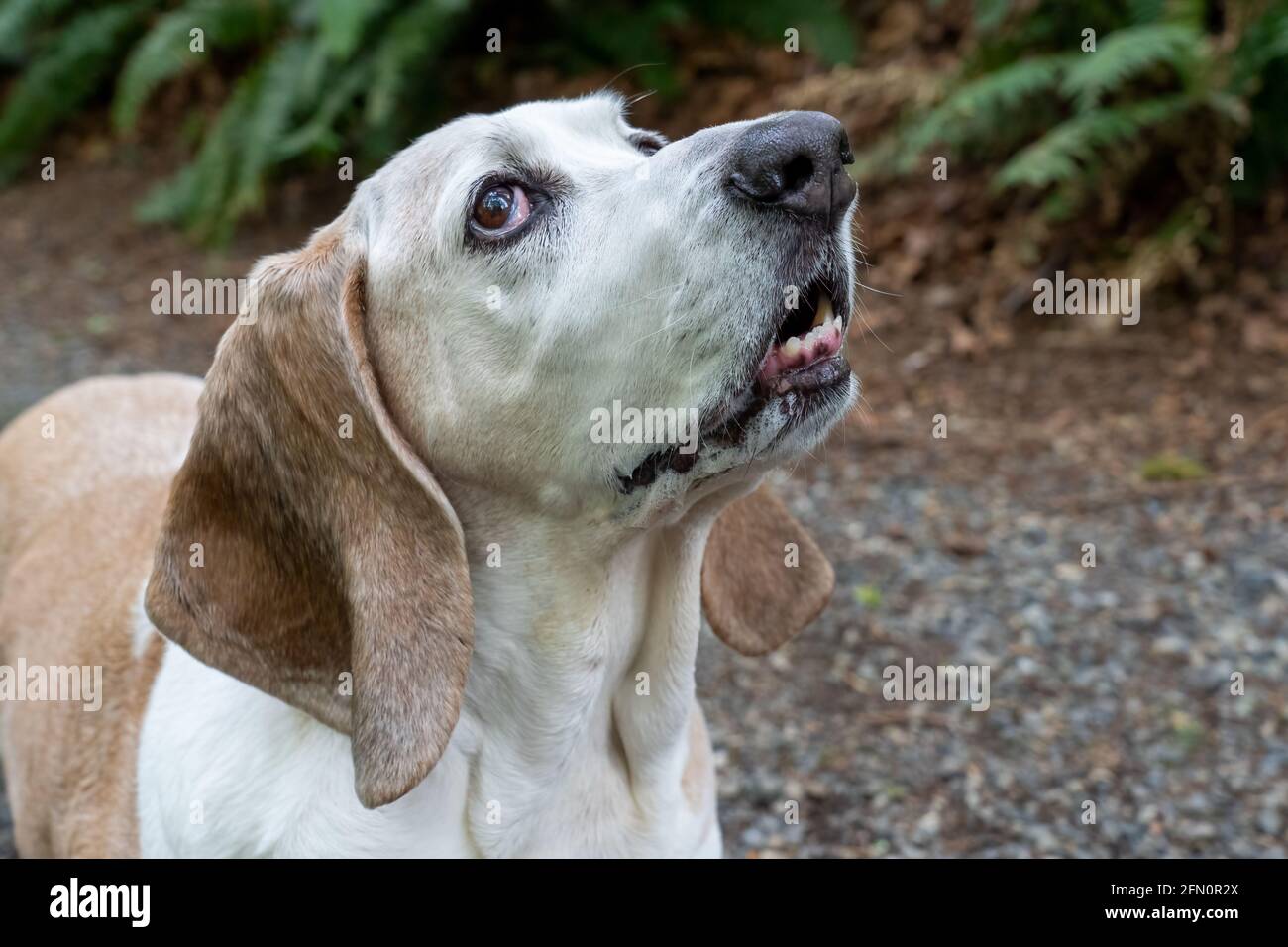 Issaquah, Washington, Stati Uniti. Ritratto di Opie, un anziano Basset Hound, su un sentiero di ghiaia in un parco, che pregava di una cura (PR) Foto Stock