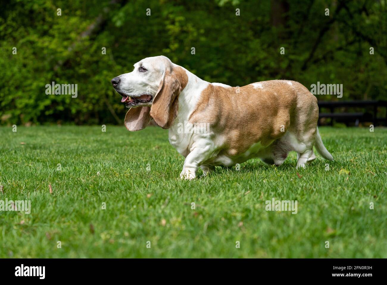 Issaquah, Washington, Stati Uniti. Opie, un anziano Basset Hound con cancro al linfoma, camminando in un parco. (PR) Foto Stock