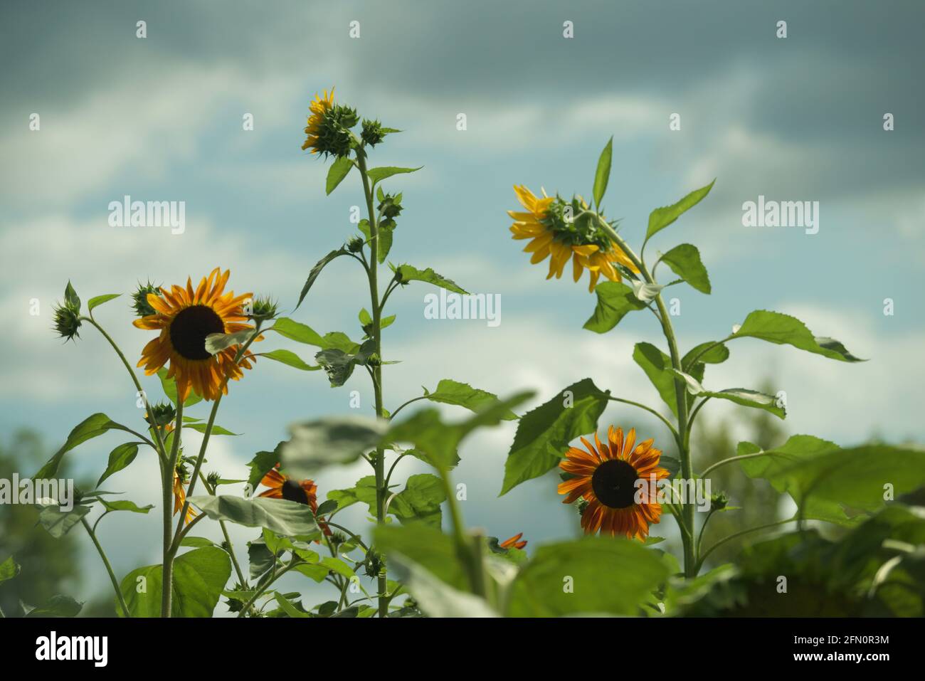la bellezza è su un girasole... Foto Stock