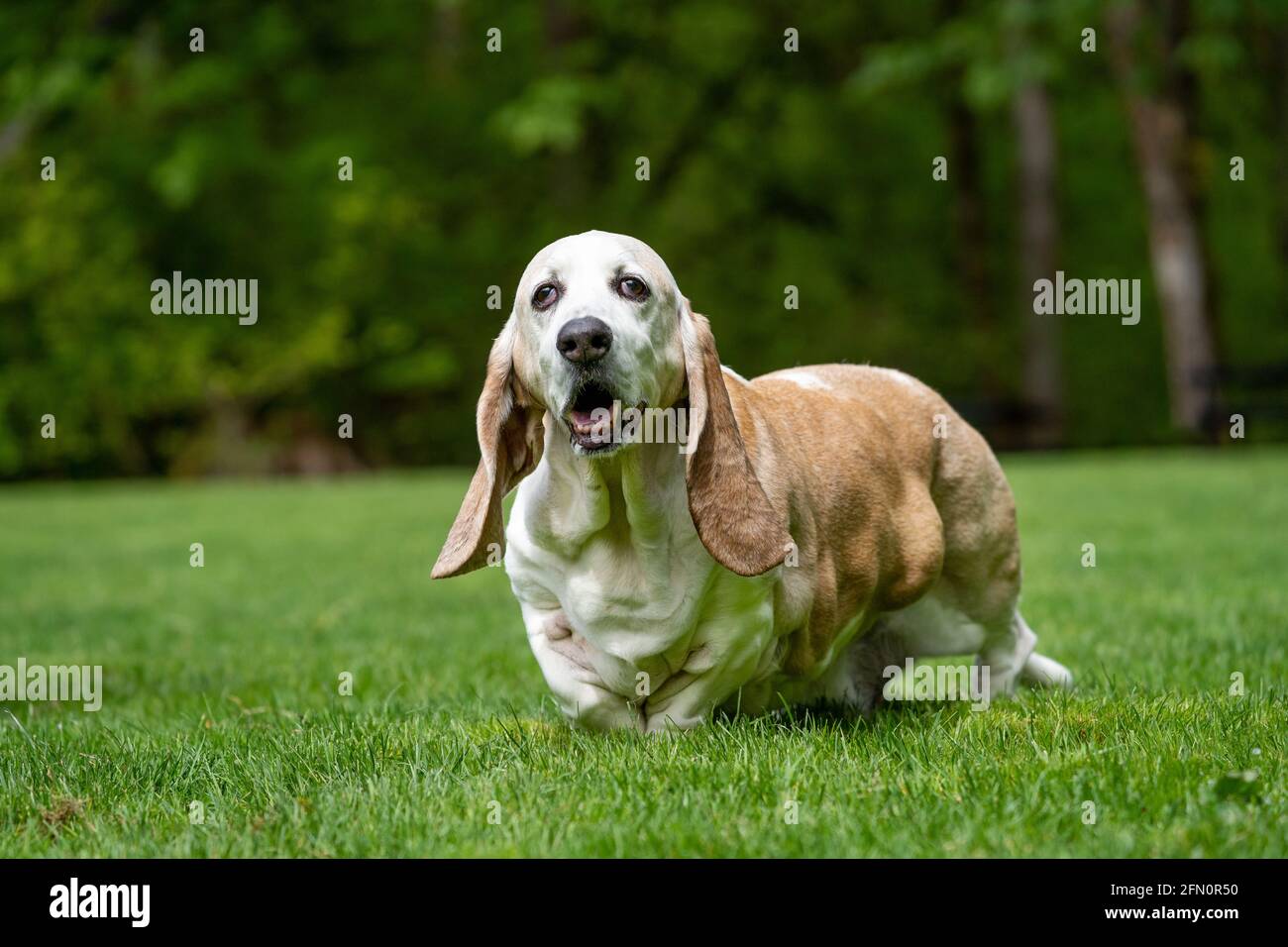 Issaquah, Washington, Stati Uniti. Opie, un anziano Basset Hound con cancro al linfoma, camminando in un parco. (PR) Foto Stock