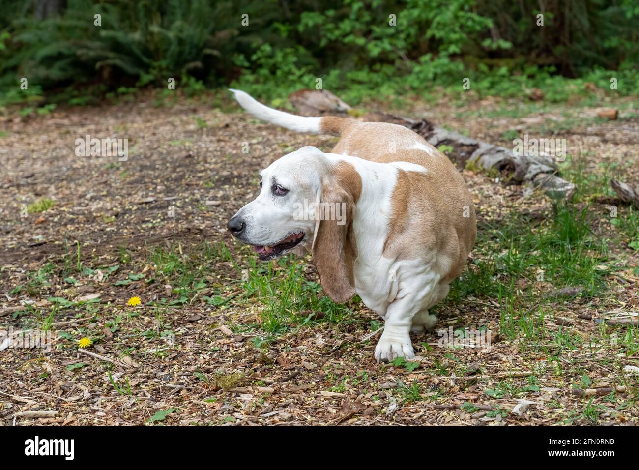 Issaquah, Washington, Stati Uniti. Opie, un anziano Basset Hound con cancro al linfoma, cambiando la mente e invertendo le direzioni. (PR) Foto Stock