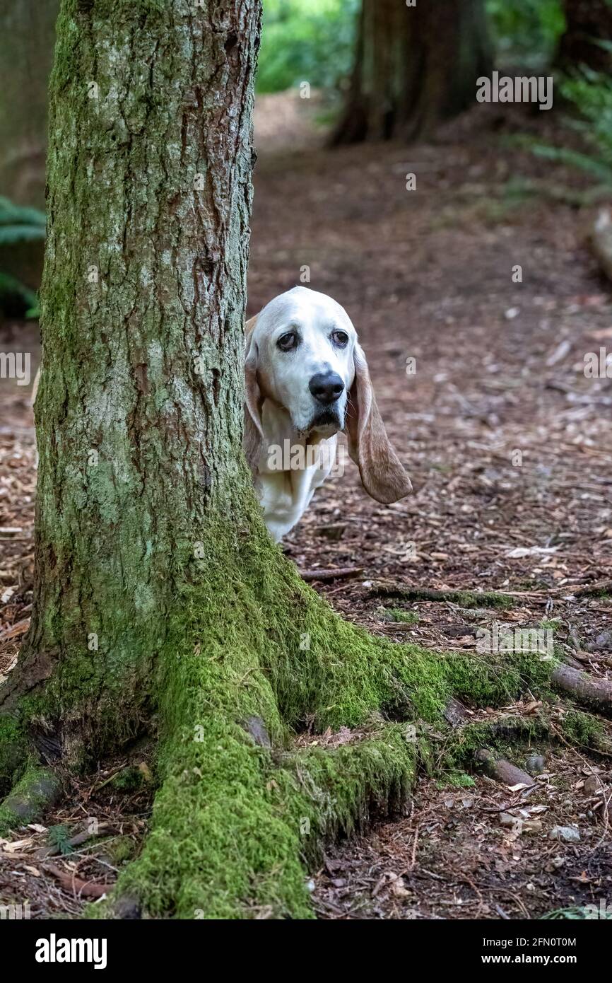 Issaquah, Washington, Stati Uniti. Opie, un anziano Basset Hound, sbirciando intorno ad un albero coperto di muschio. (PR) Foto Stock