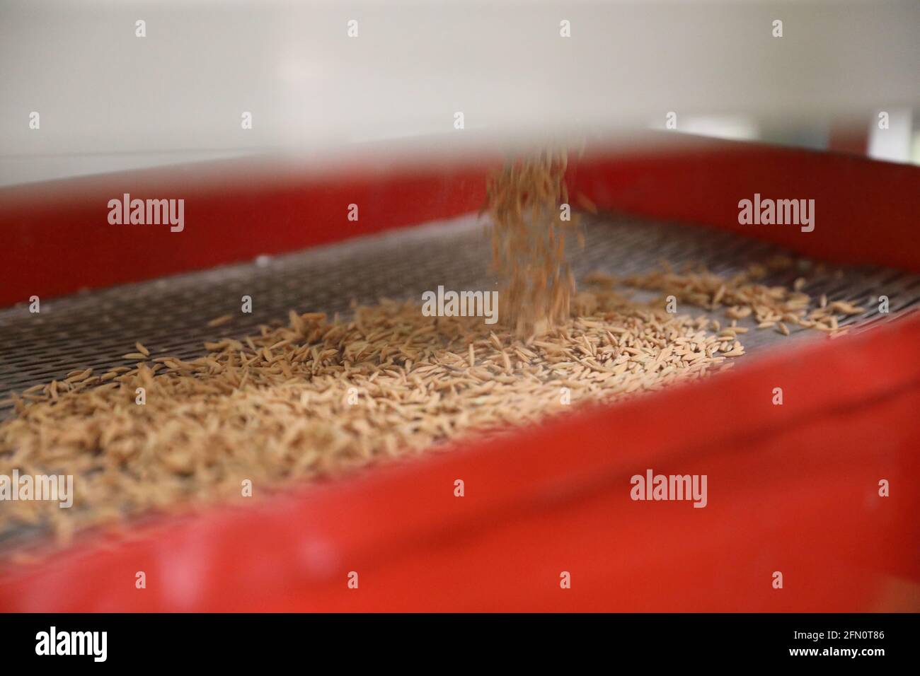 Macchina di fabbrica fresatura del riso in primo piano Foto Stock
