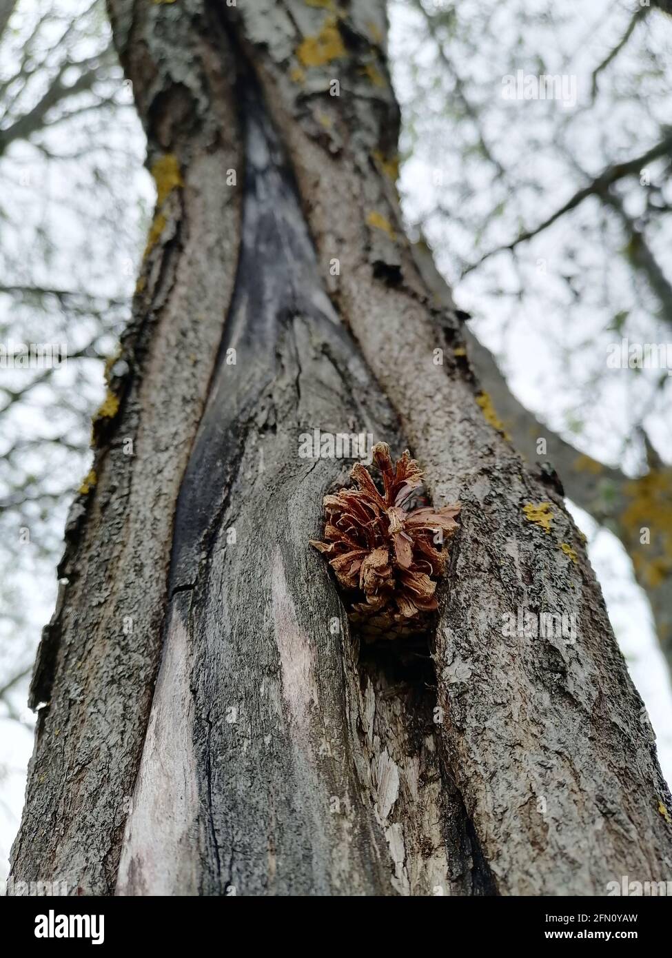 Laboratorio di Woodpecker. Cono di pino inserito nella spaccatura dell'albero. Grande picchio puntato (Dendrocopos Major) estrazione di semi da un cono alla sua incudine. Foto Stock