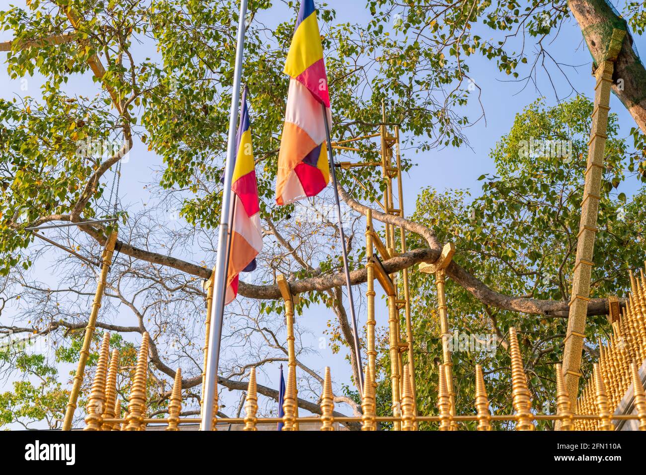 L'albero di Jaya Sri Maha Bhodi è un albero sacro di fichi nel giardino Mahamewna. Piantato nel 288 a.C. Foto Stock