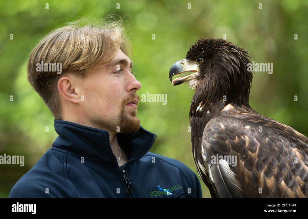 Falconer Charlie Rolle guarda Chief, un'aquila di mare di 10 mesi, che è il più grande uccello di preda del Regno Unito e una specie estinta circa 200 anni fa, nella sua nuova casa nella destinazione turistica e naturalistica, Robin Hill Park, vicino a Newport sull'Isola di Wight. Data immagine: Mercoledì 12 maggio 2021. Foto Stock