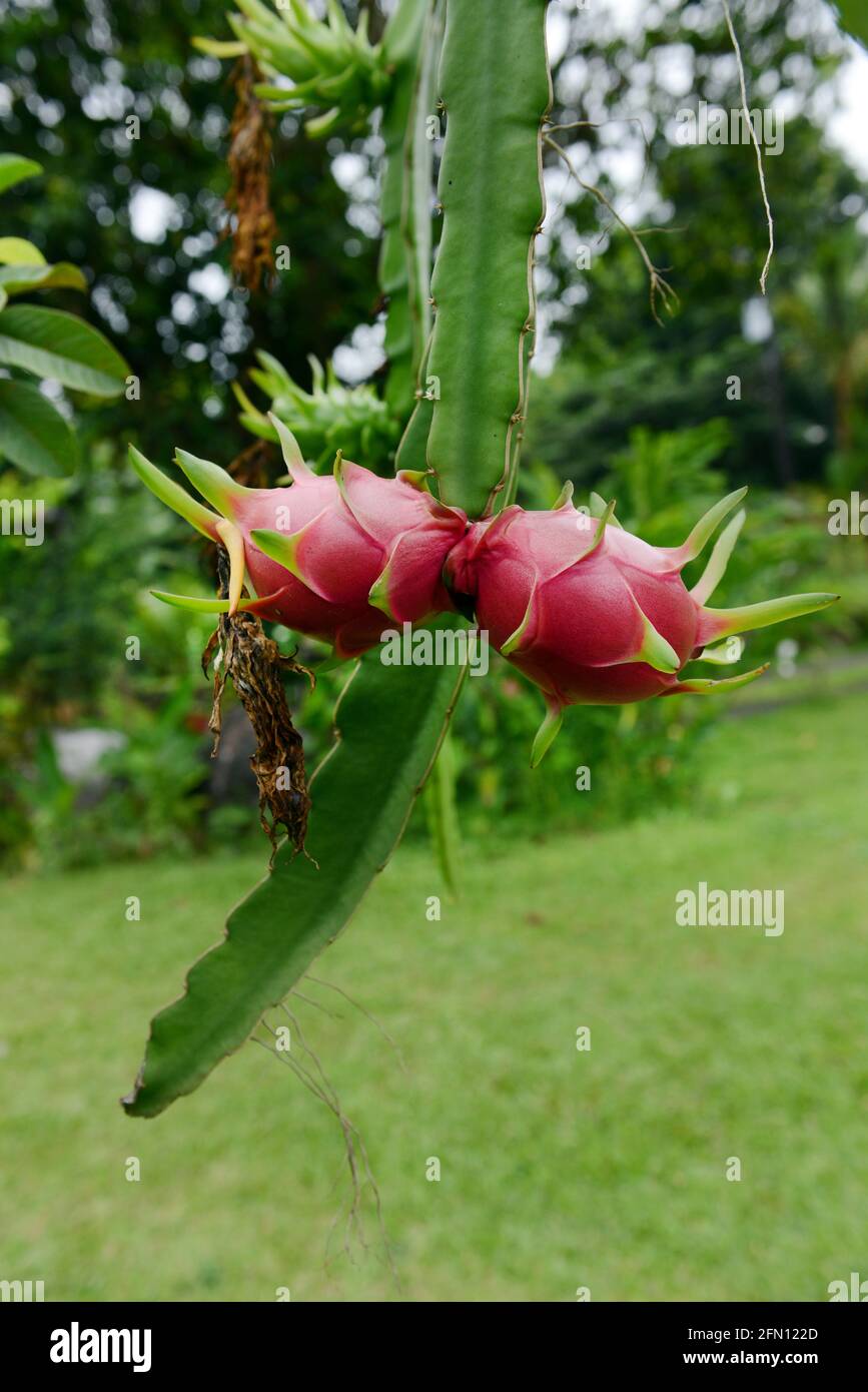 Pitaya / Dragon Fruit Farm in Bicol, le Filippine. Foto Stock