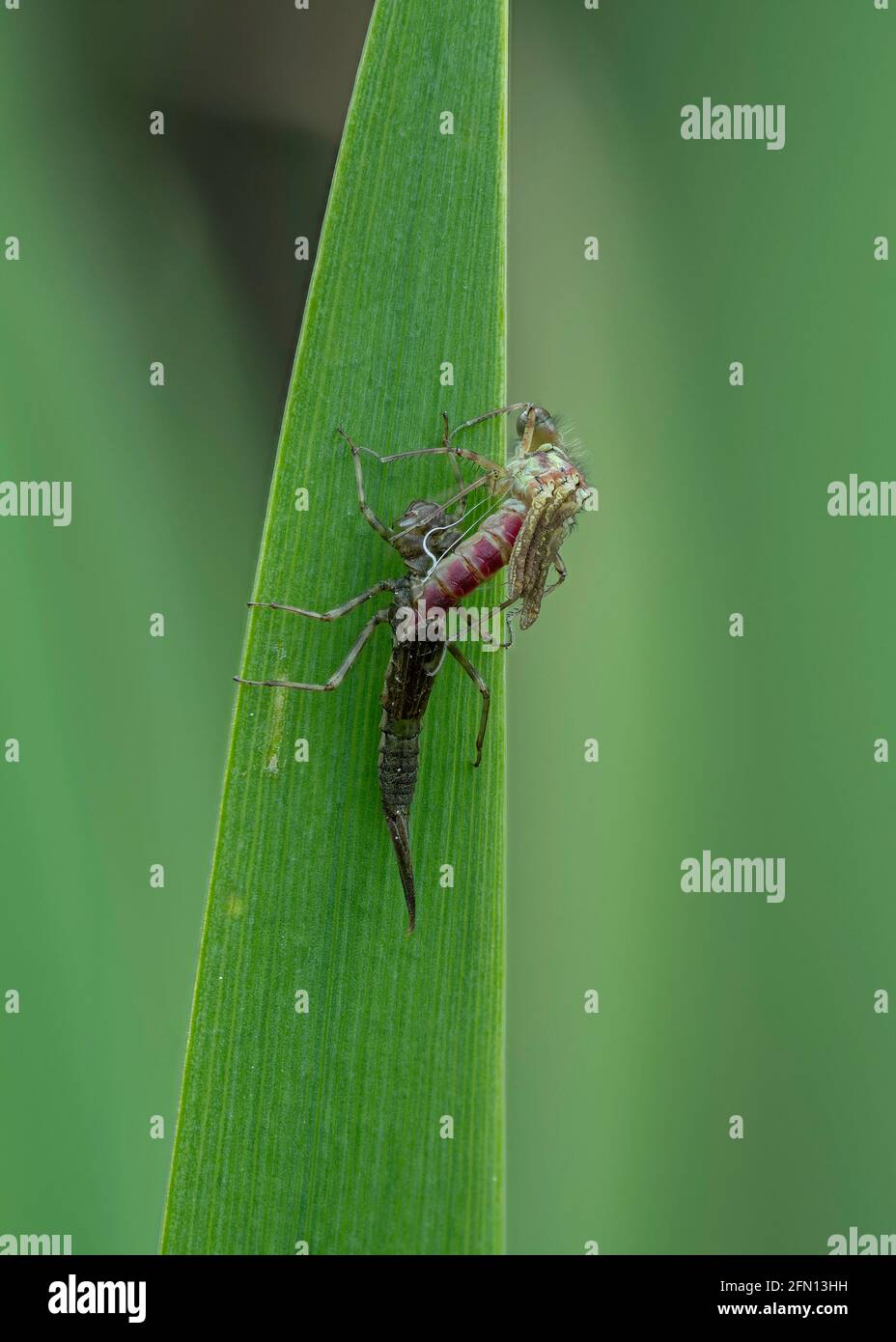 Rossi di grandi dimensioni (Damselfly Pyrrhosoma nymphula) Foto Stock