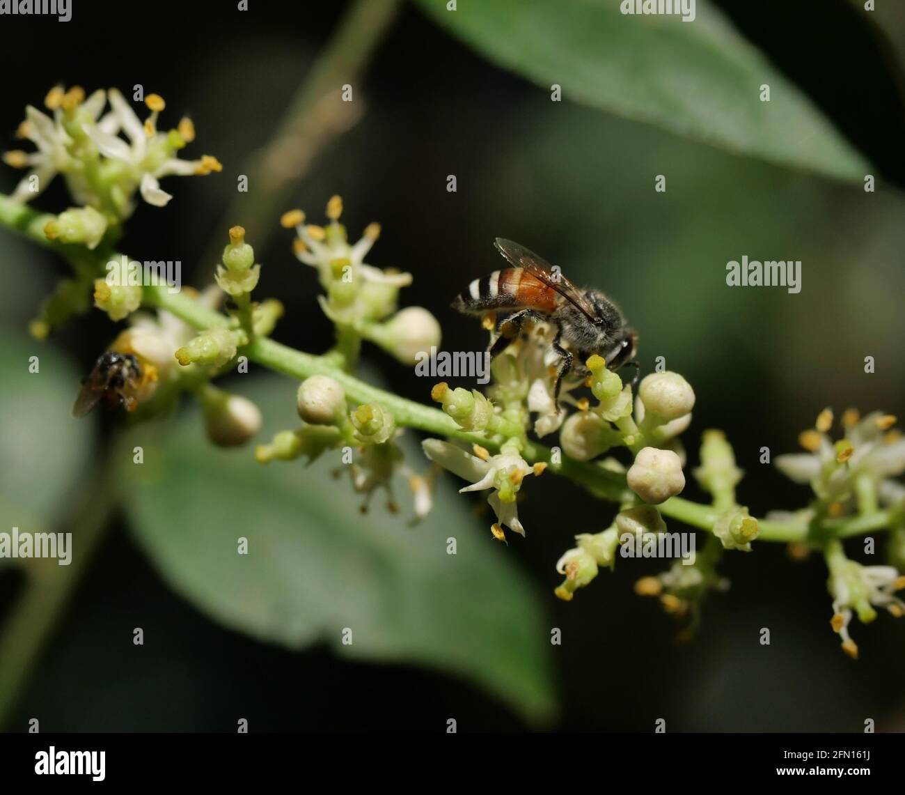 Miele Bee raccolta polline alla ricerca di nettare su Clausena Harmandiana fioritura con sfondo verde naturale e nero Foto Stock