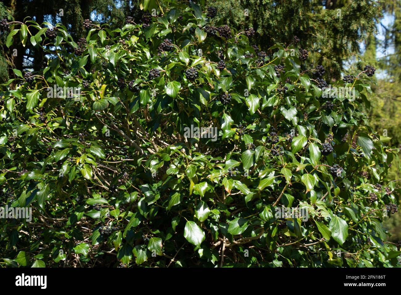 evergreen Ivy o Hedera helix con bacche nere in giardino ornamentale Foto Stock