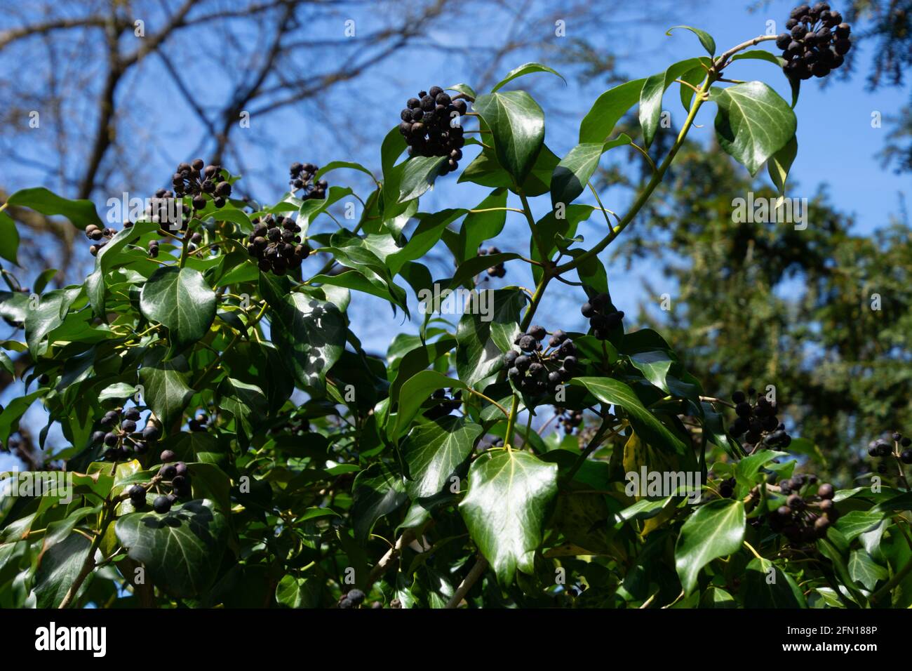 Cespuglio edera edera edera comune con molte bacche elicoidali nel aprile sole Foto Stock