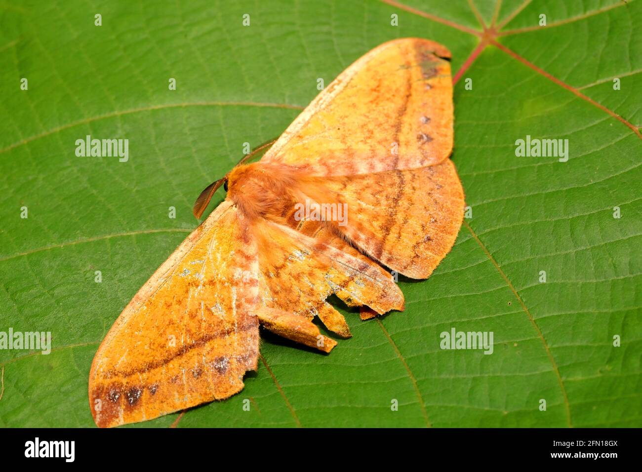 Scimmia Moth-Eupterotidae, Ganeshgudi Karnataka, India Foto Stock