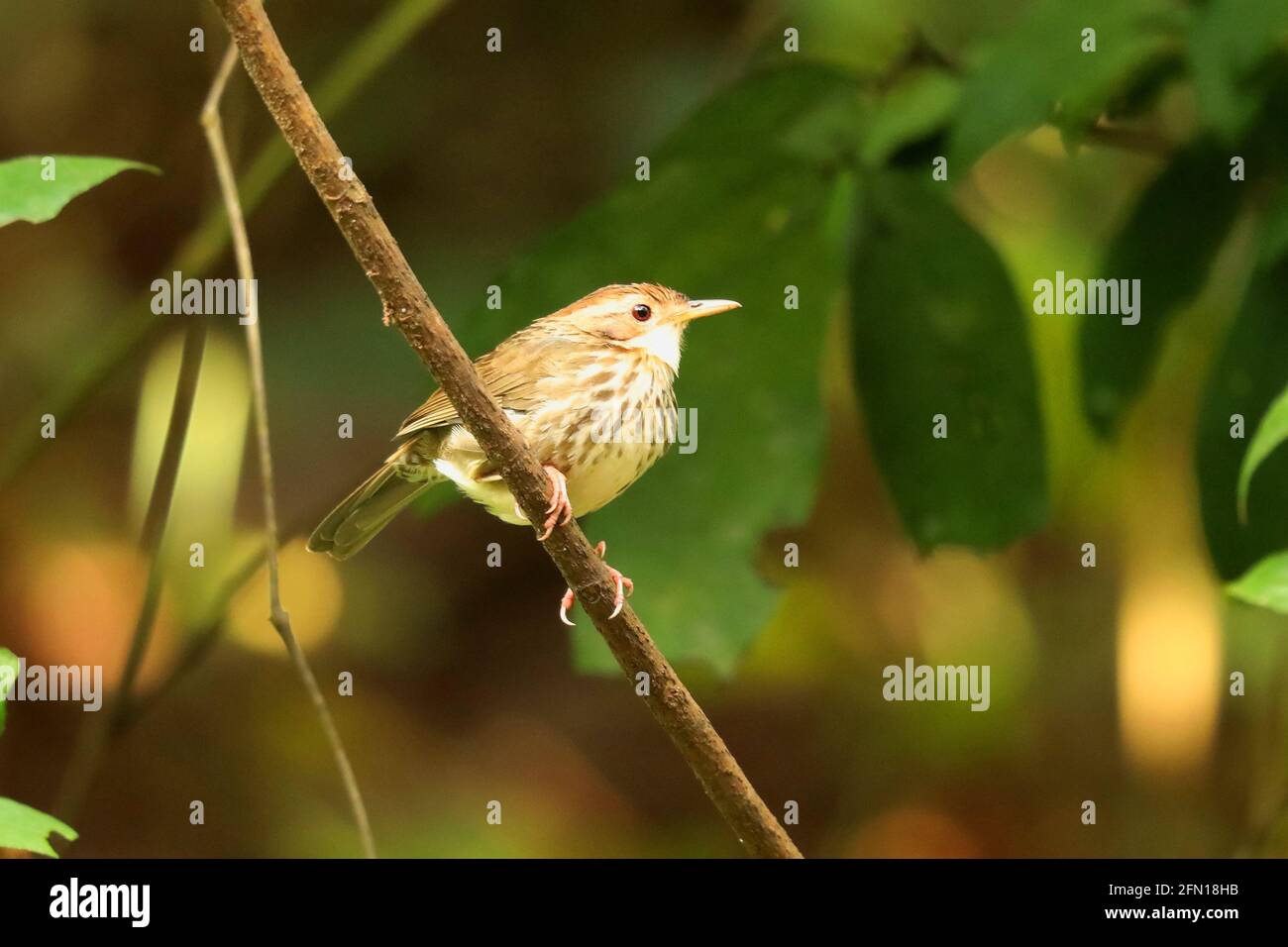 Puff gettato Babbler, Pellorneum ruficeps, Ganeshgudi, Karnataka, India Foto Stock