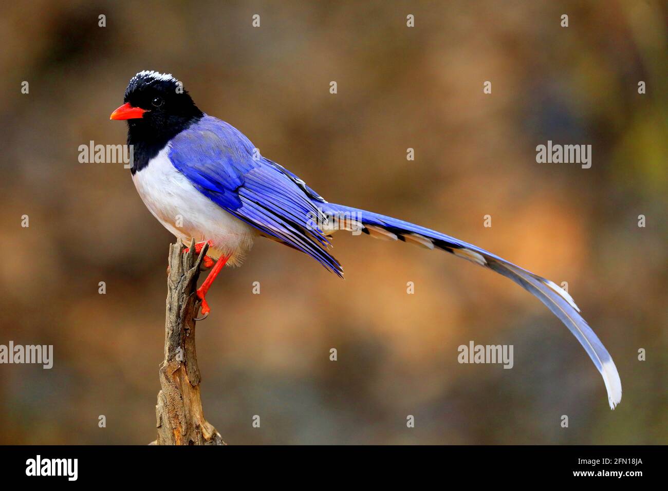 Blue Magpie - Urocissa erythroryncha, Sattal, Uttarakhand, India Foto Stock