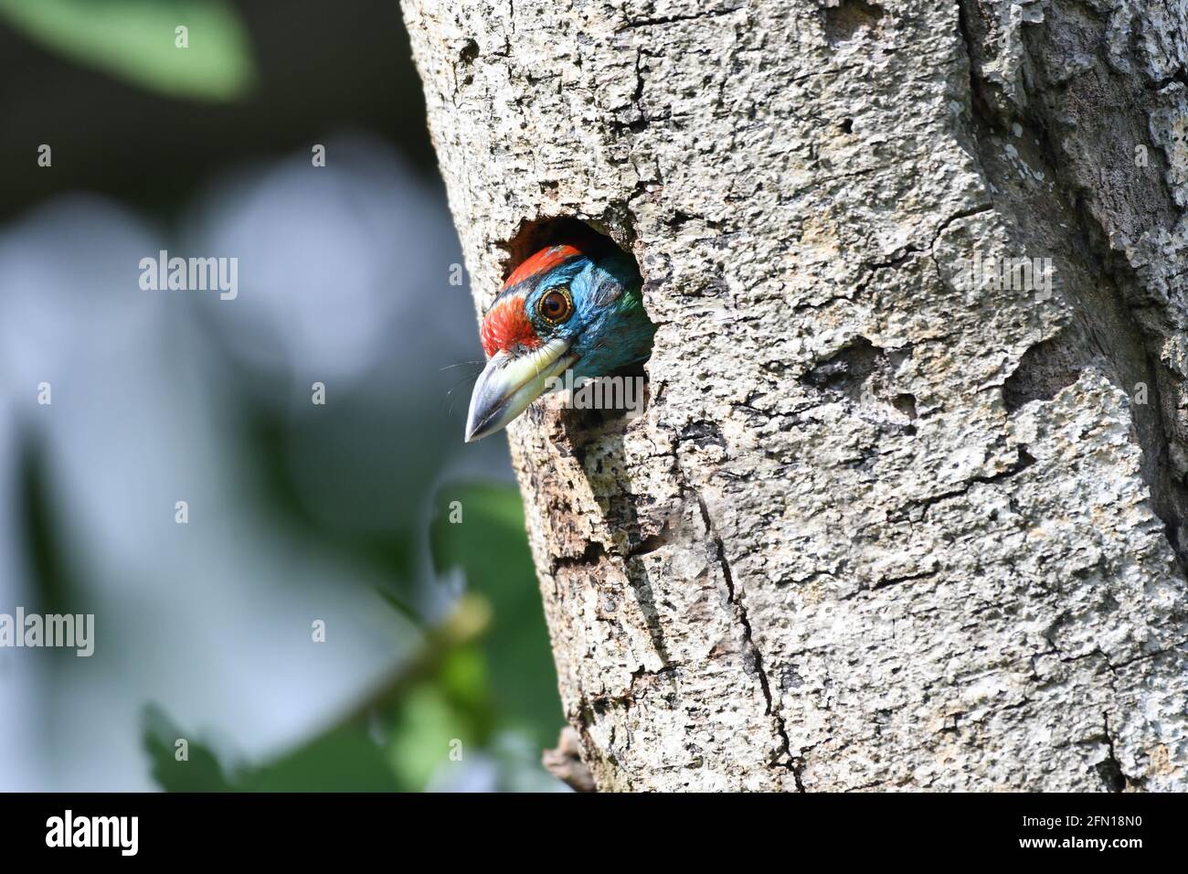 barbet dalle tonalità blu che si sbirciano da un nido di tronco di albero, Megalaima asiatica, Central Park, Kolkata West Bengala, India Foto Stock