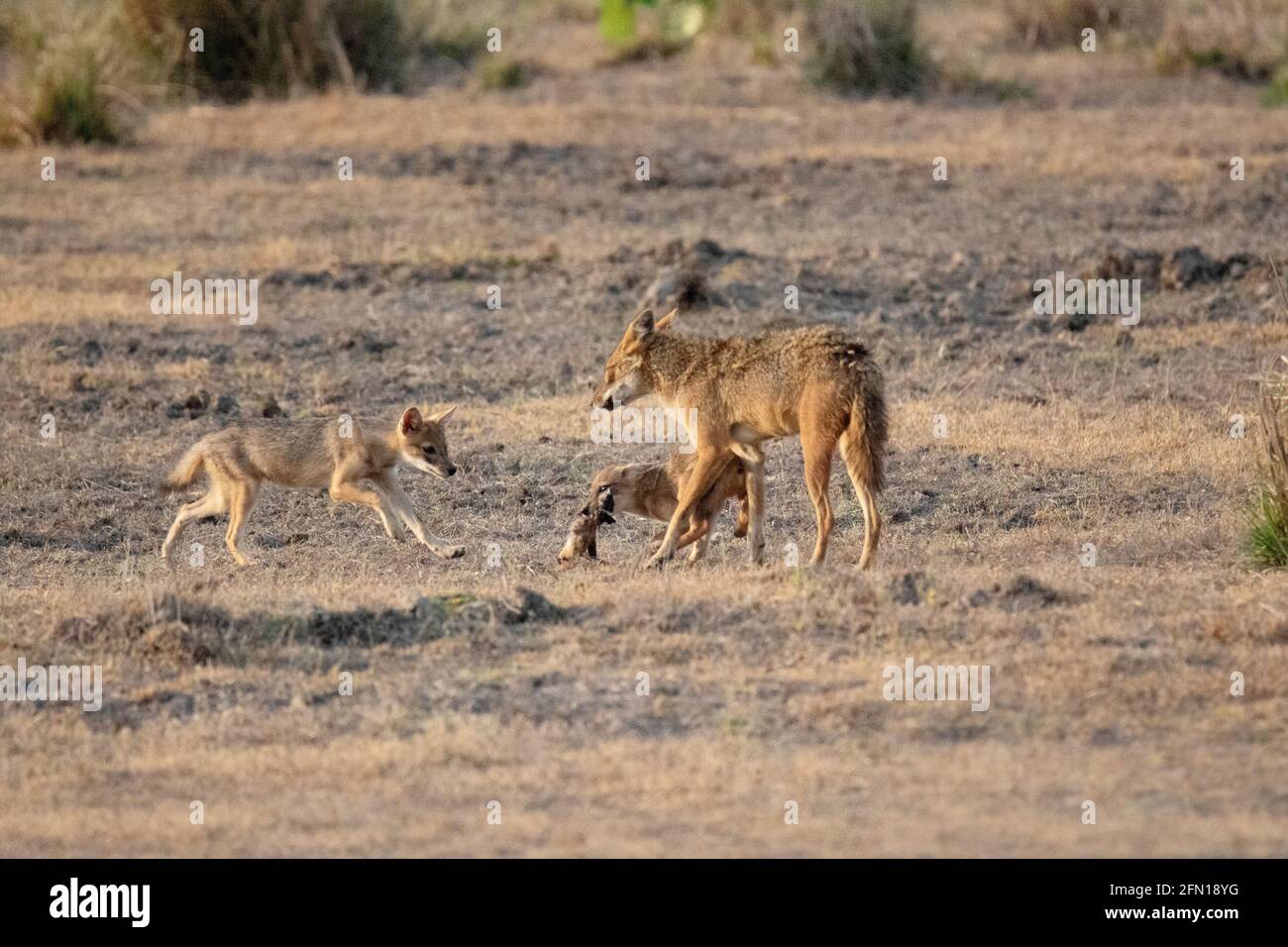 Jackal d'oro, madre di Canis aureus con cuccioli, Parco Nazionale di Kanha, Madhya Pradesh, India Foto Stock