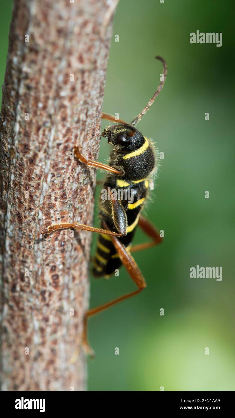 Scarabeo di Wasp Foto Stock