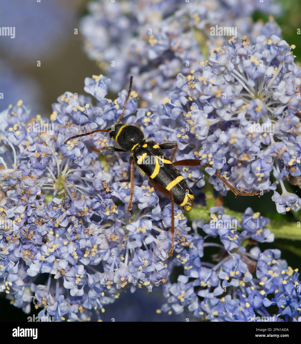 Scarabeo di Wasp Foto Stock