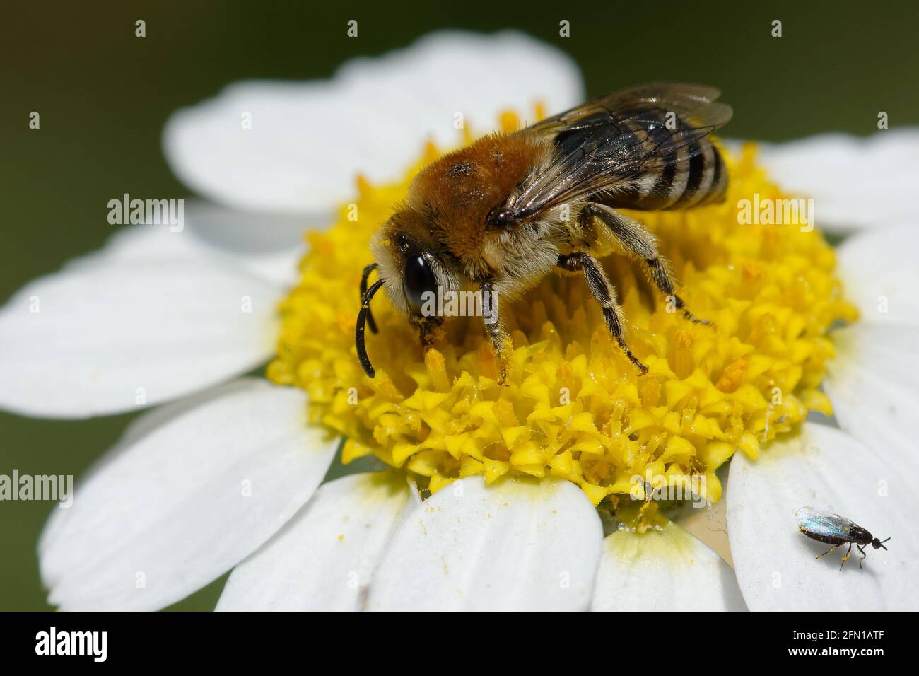 Ape di intonaco (Colletes sp.) su un fiore Foto Stock