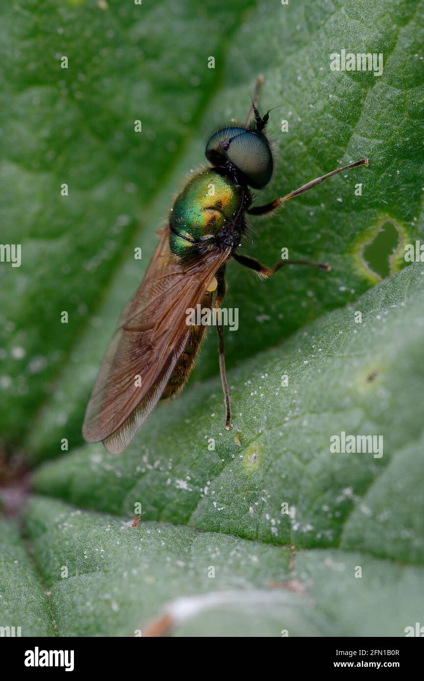 Soldato volare (Chloromyia formosa) su una foglia Foto Stock