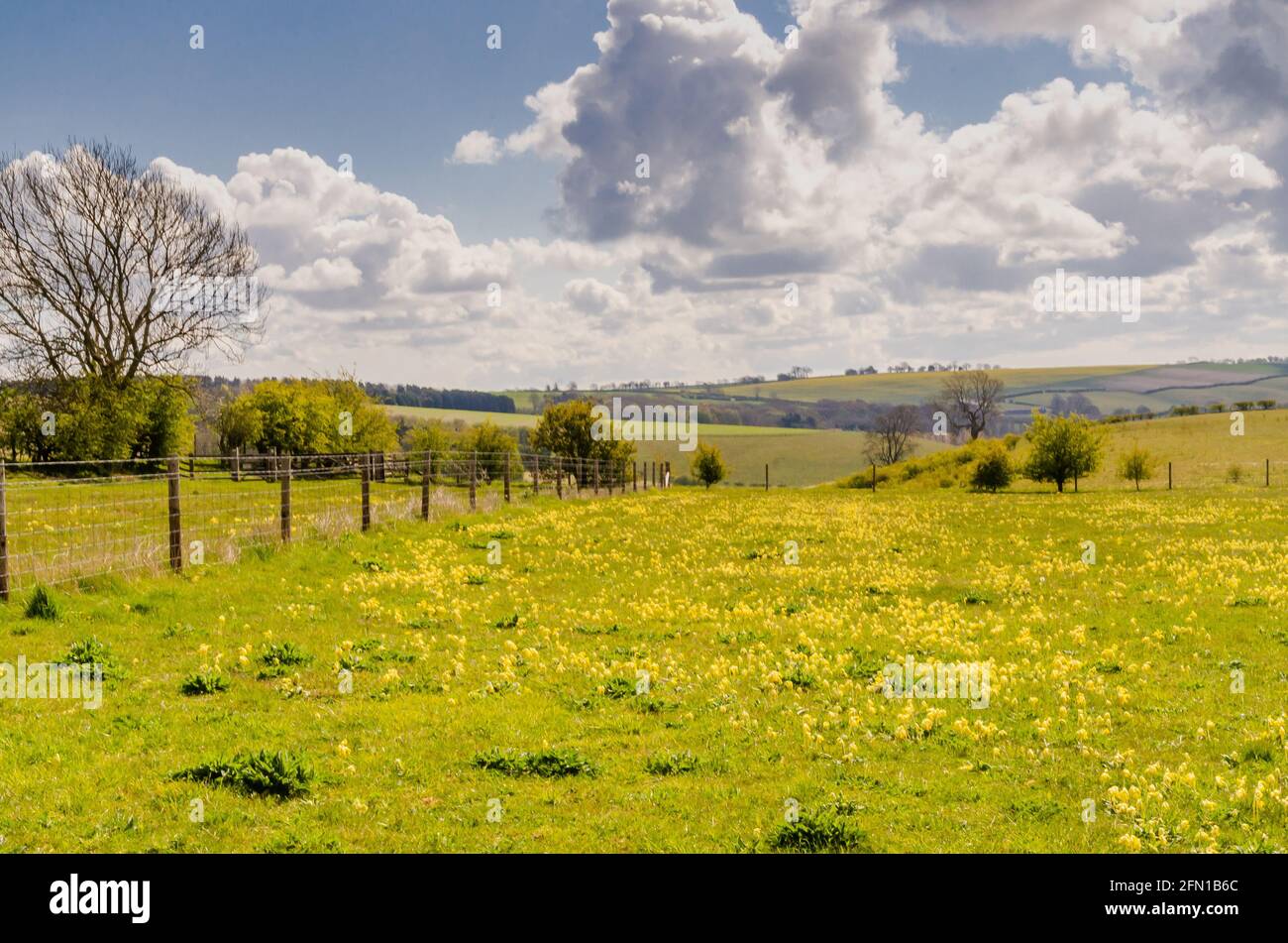 Prato di cowslip a Red Hill Foto Stock