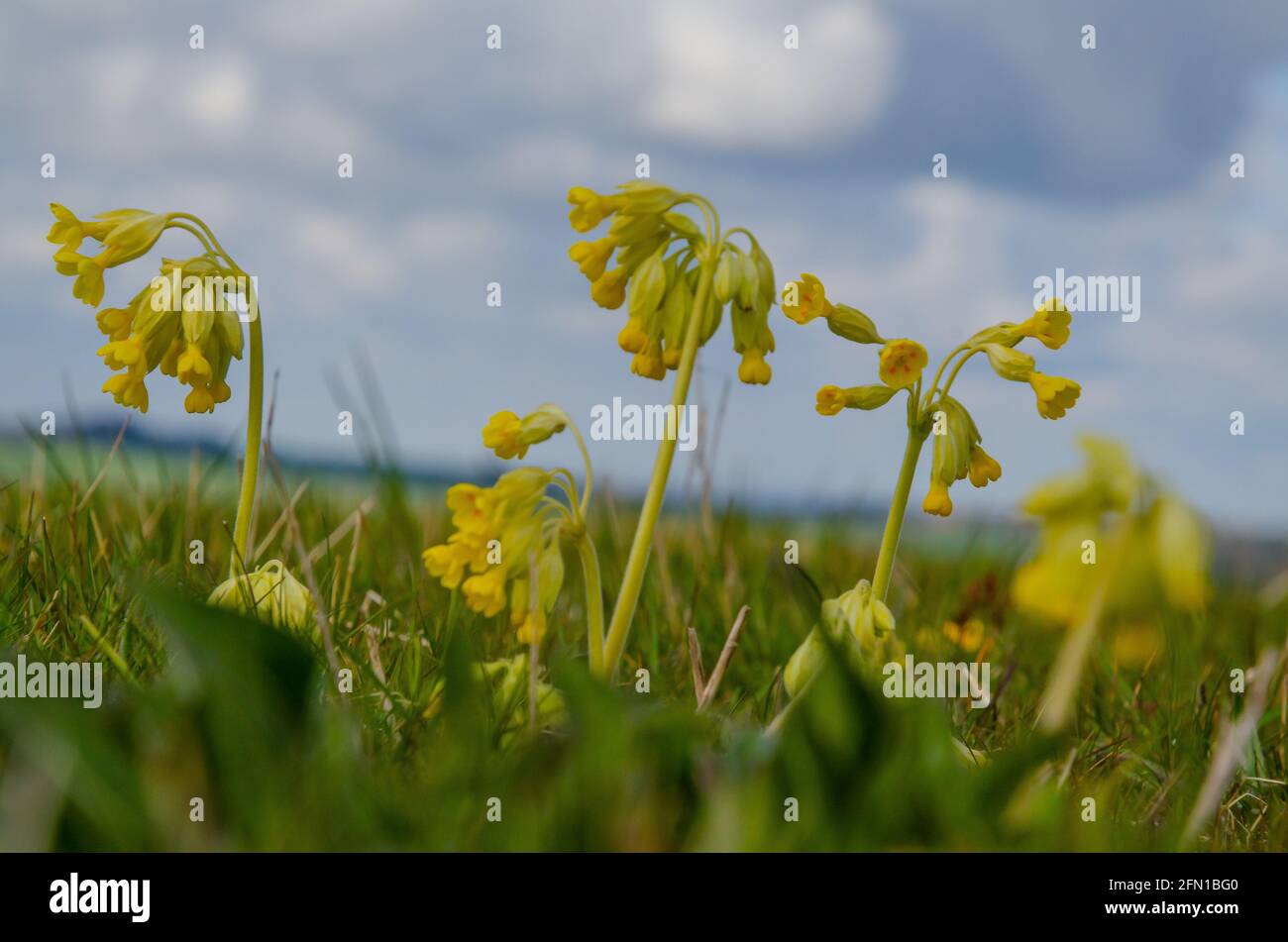 cowslips contro il cielo blu Foto Stock