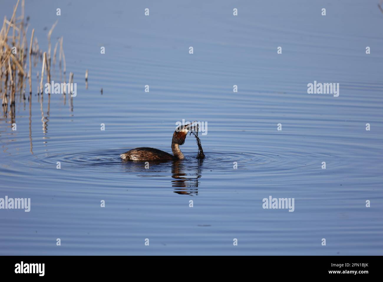 Grande crestata di pesca di grBE tra le canne Foto Stock