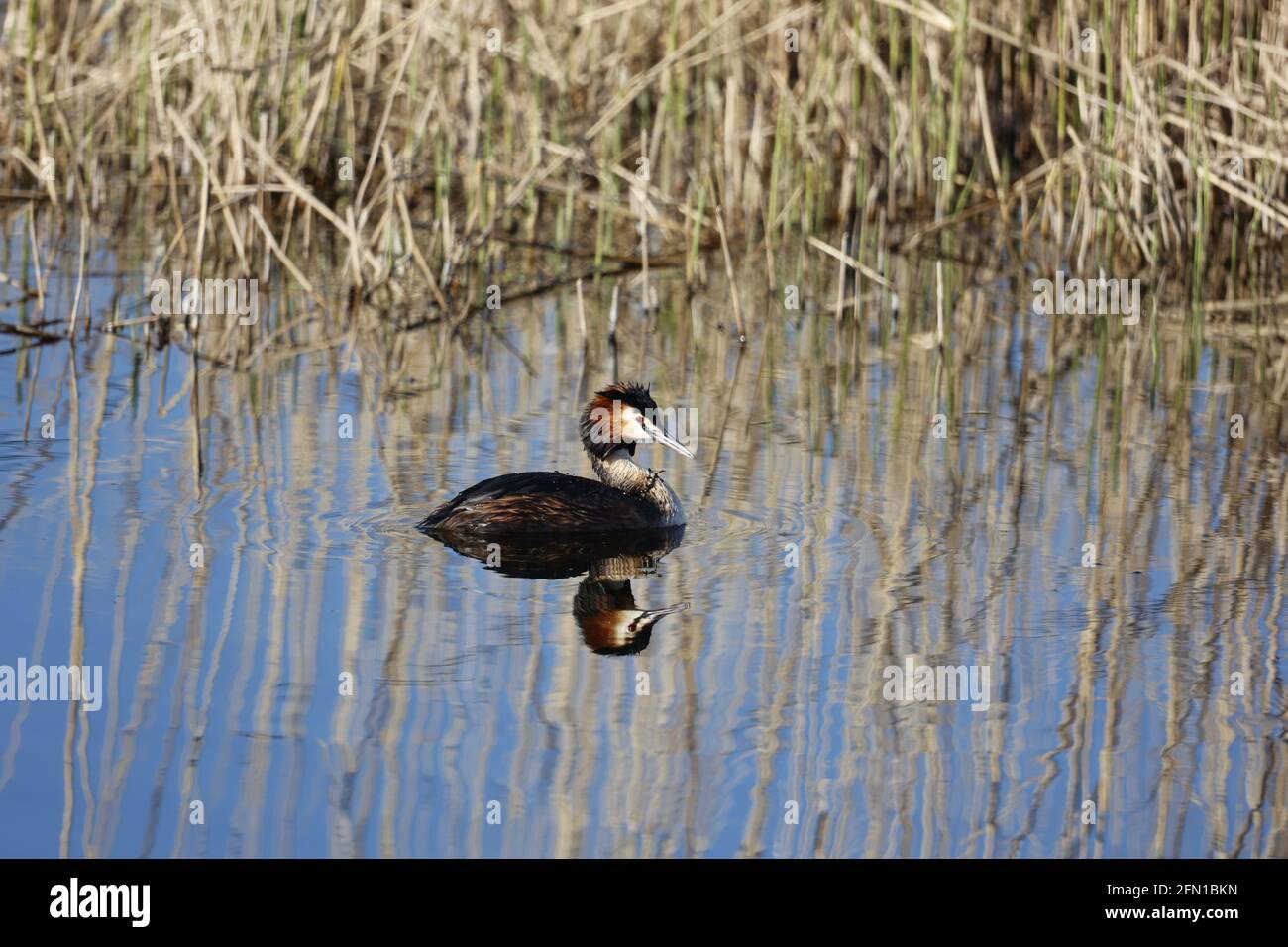 Grande crestata di pesca di grBE tra le canne Foto Stock