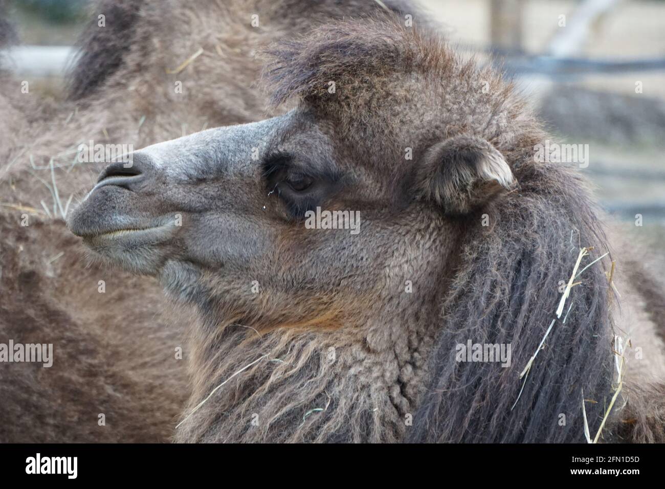 Primo piano di giovane cammello vista laterale f Foto Stock