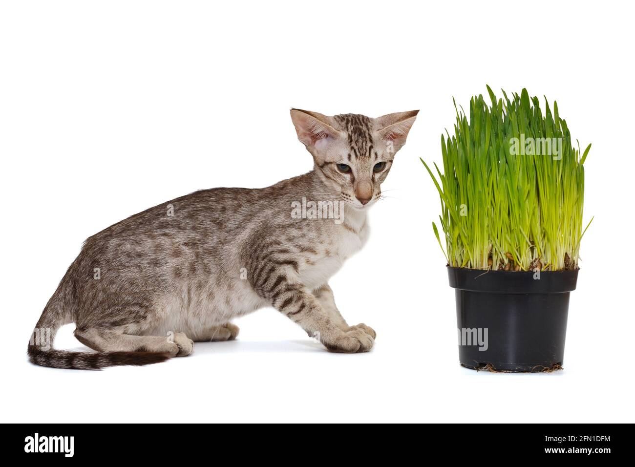 Gattino orientale e una pentola di erba verde, isolato su uno sfondo bianco Foto Stock