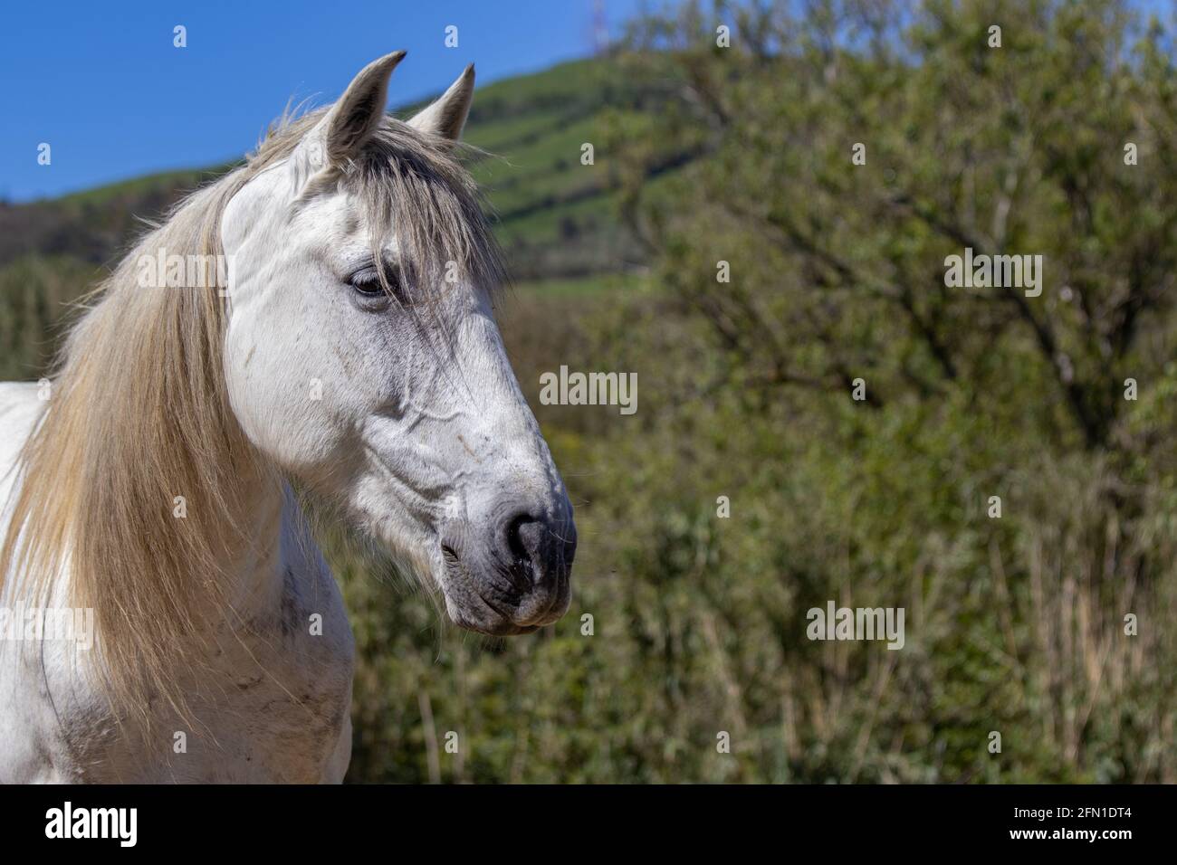 Cavallo bianco di Lusitano in piedi all'aperto sul pascolo, giorno di sole. Foto Stock