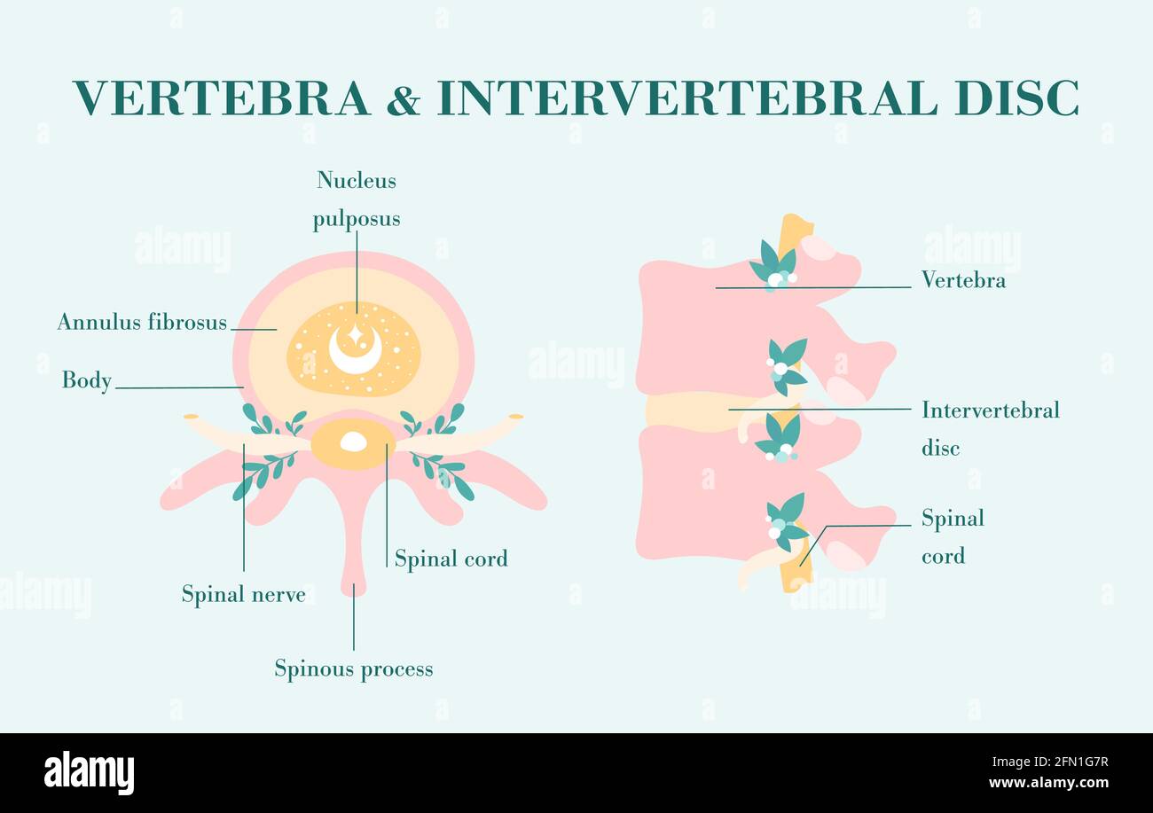 Diagramma sano della colonna vertebrale nel vettore. Colonna vertebrale in fiore, disegno a mano per l'educazione del paziente. Viste dall'alto e laterali, vertebra e disco intervertebrale Illustrazione Vettoriale