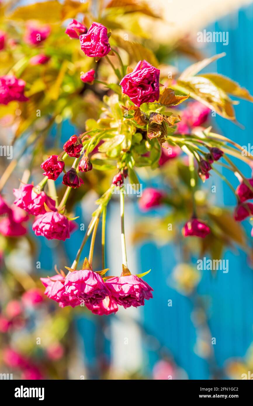 Primo piano della testa fiorita su un albero di ciliegio fiorito  giapponese, una specie di Prunus. Fiori rosa appesi con foglie verdi, messa  a fuoco superficiale Foto stock - Alamy