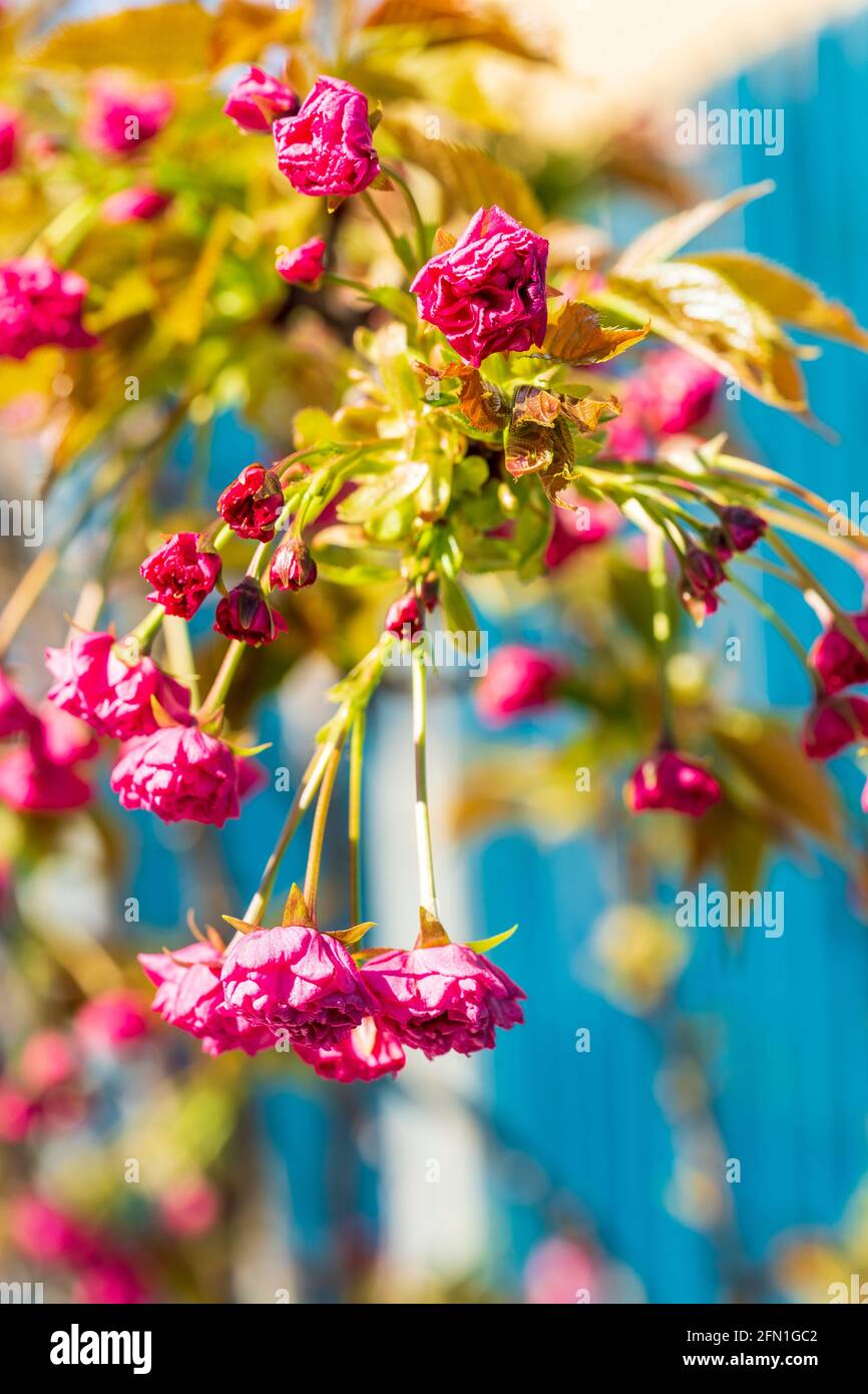 Primo piano della testa fiorita su un albero di ciliegio fiorito giapponese, una specie di Prunus. Fiori rosa appesi con foglie verdi, messa a fuoco superficiale. Foto Stock