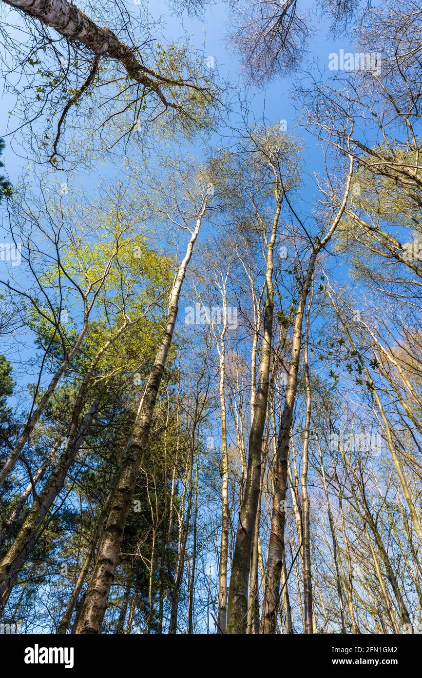 Vista diretta verso il cielo in un bosco di betulla. Alberi argentati torreggianti con alcune foglie verdi in cima contro il cielo azzurro soleggiato. Primavera. Foto Stock