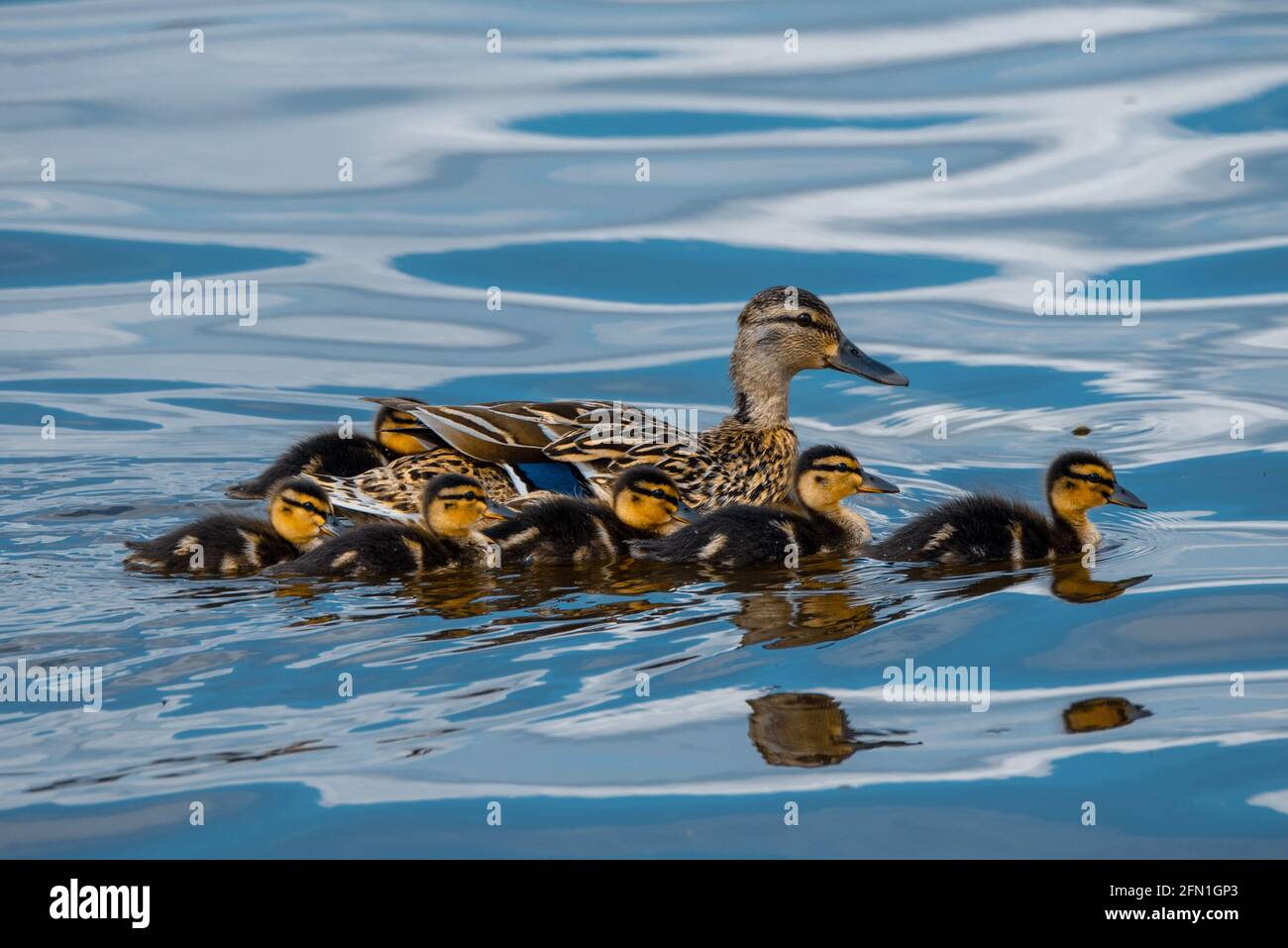 Primo piano su mallard e anatroccoli che nuotano insieme Foto Stock