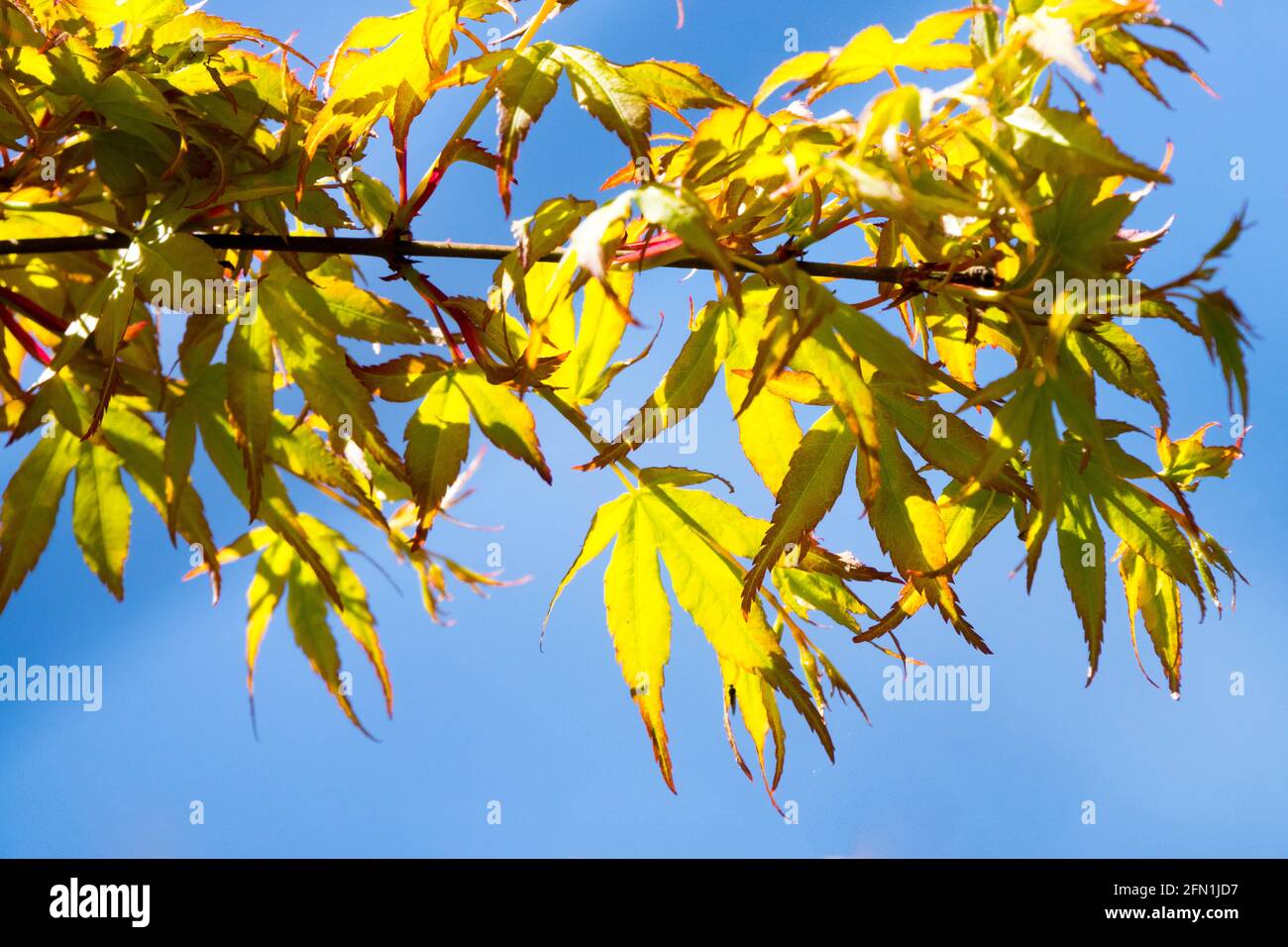 Acer palmatum Katsura foglie di primavera retroilluminate sul ramo Foto Stock