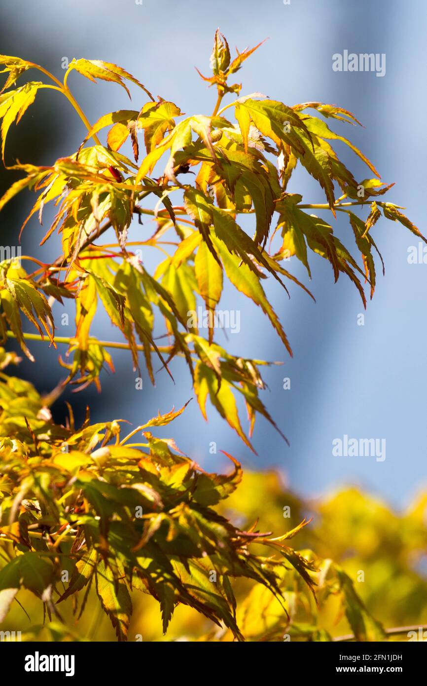 Foglie di primavera Acero Katsura albero Foliage Golden Japanese Maple Branch Foto Stock
