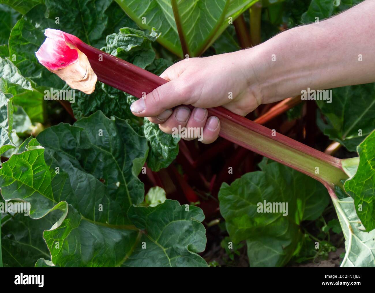 mani maschili che tengono il rhubarb stalk Foto Stock