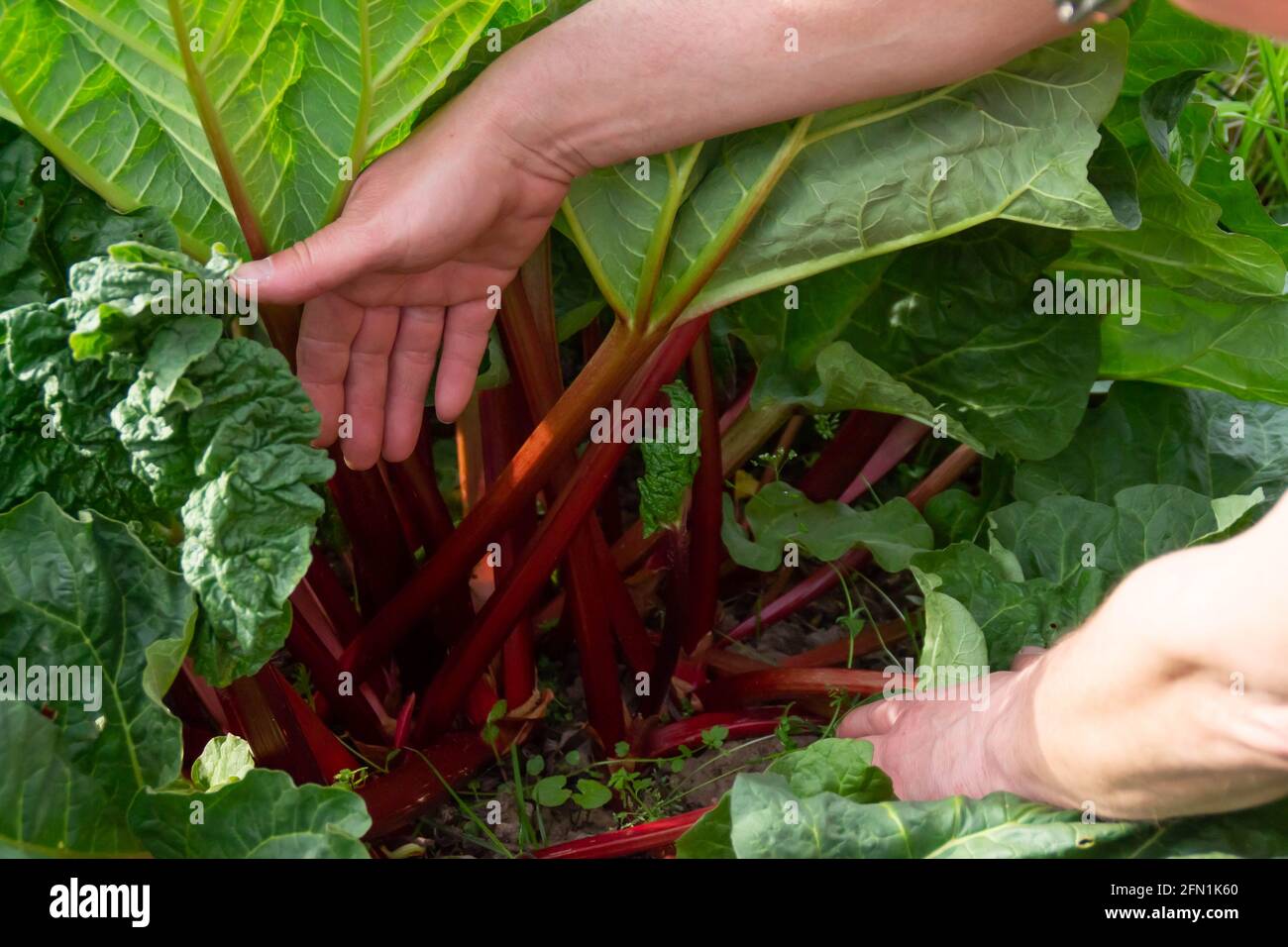 Steli rossi di rabarbaro nel giardino Foto Stock