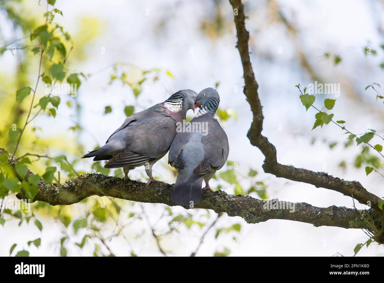 Piccione di legno comune (Columba palumbus) coppia / coppia di visualizzazione mentre appollaiato sul ramo albero in molla Foto Stock