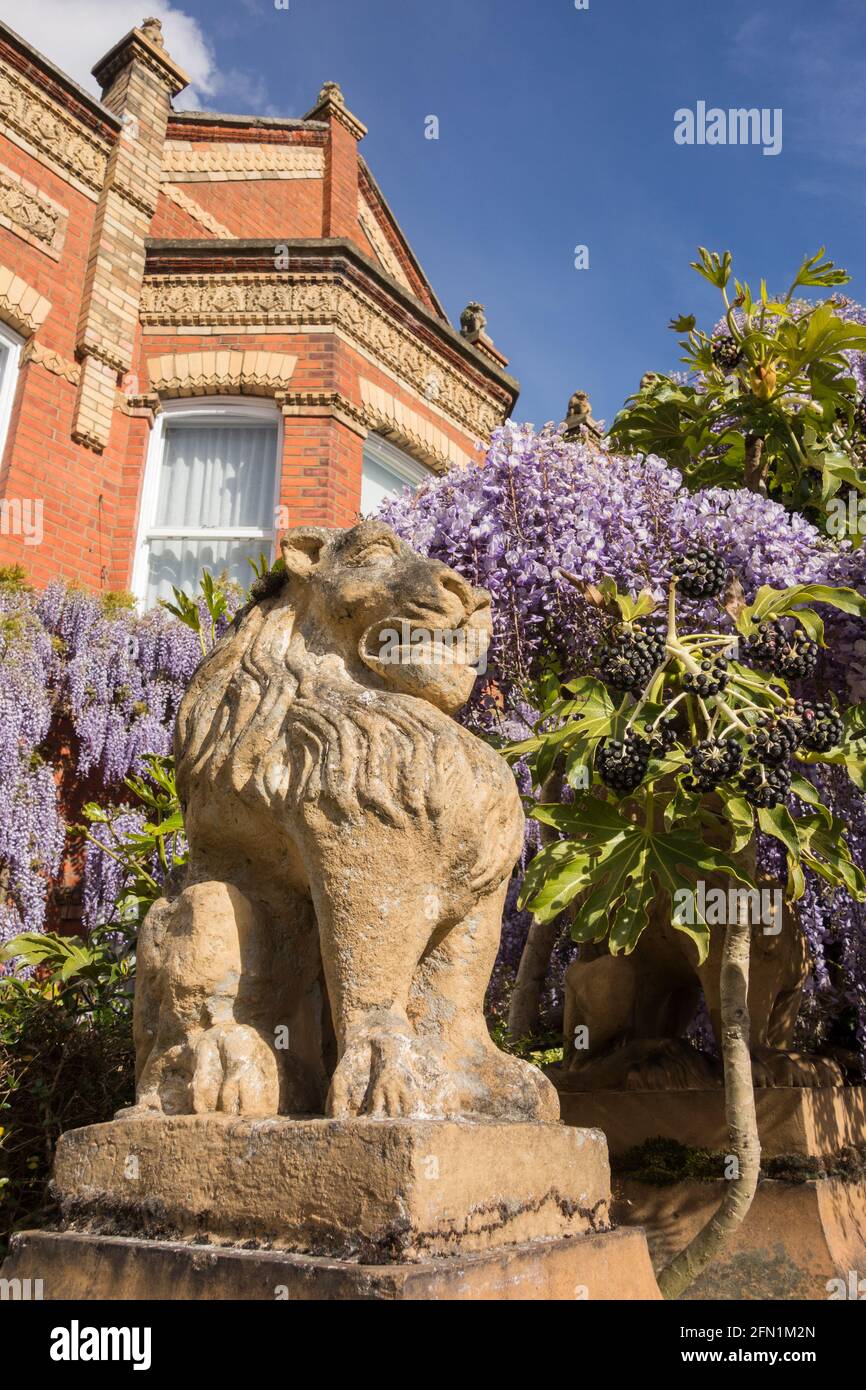 Statue di leoni sulle scuderie e i gatefali di Wisteria (Fabaceae) clad Lion Houses a Barnes, Londra, SW13, Regno Unito Foto Stock